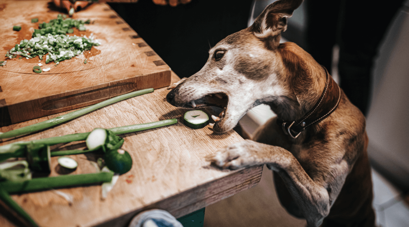 Can a best sale dog be vegan