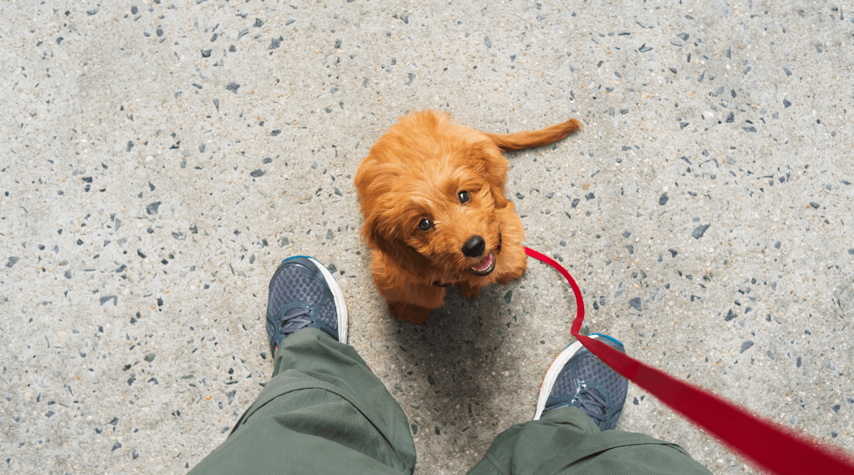 Puppy Training 101