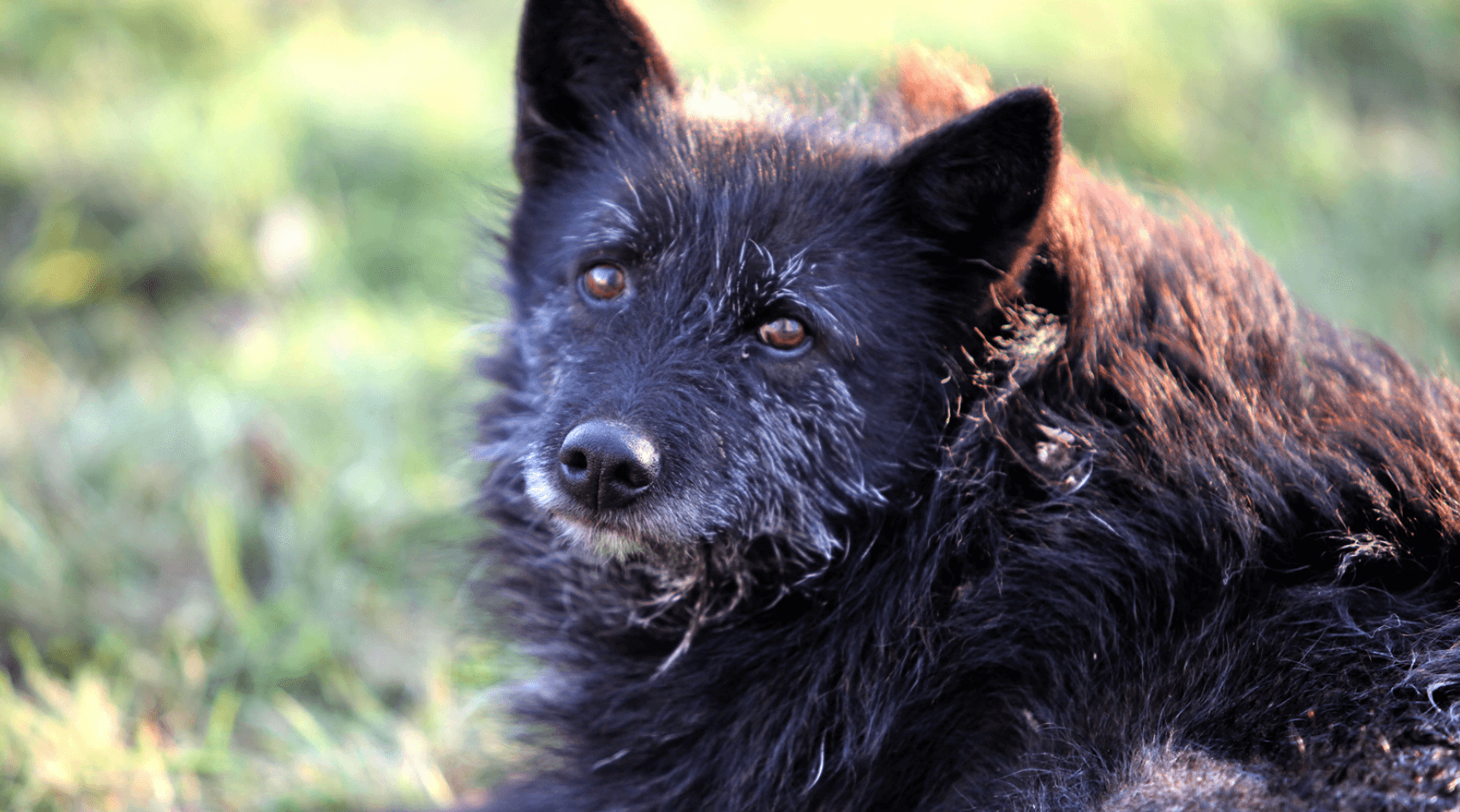How To Look After An Elderly Dog