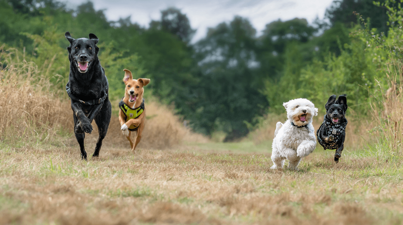 Why Do Dogs Get Zoomies?