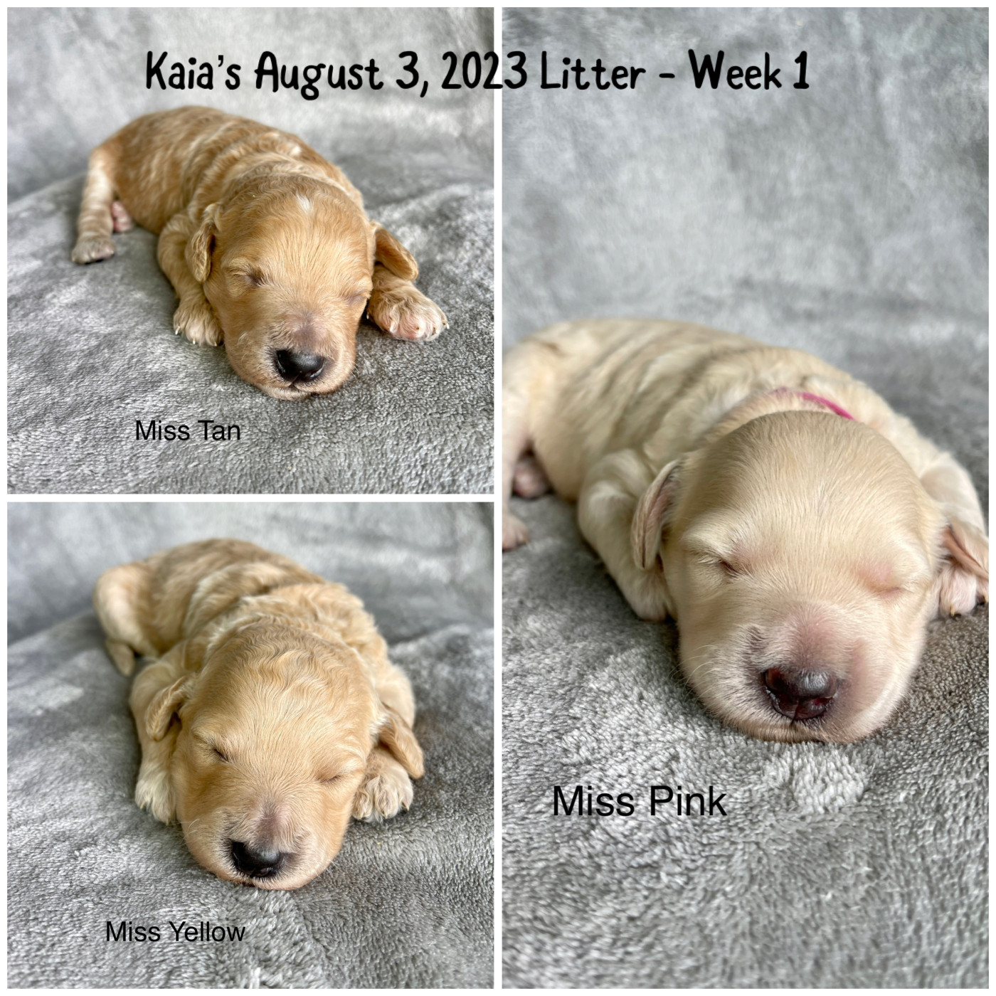 https://dropinblog.net/34250699/files/Puppies/Kaias_August_2023_Litter/Week_1/IMG_1621.jpeg