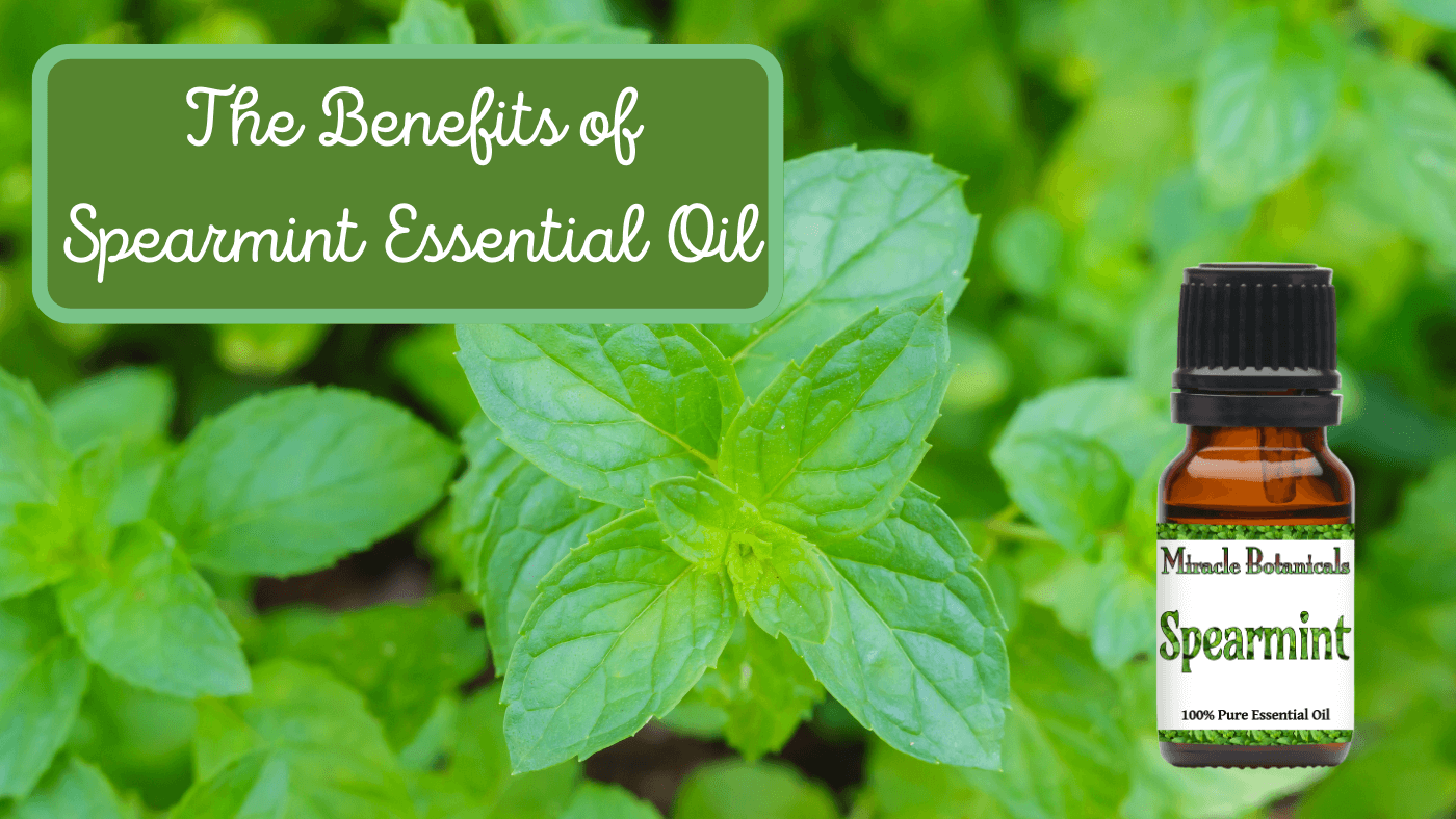 Nourish Your Senses: Benefits Of Spearmint Essential Oil – Moksha Lifestyle  Products