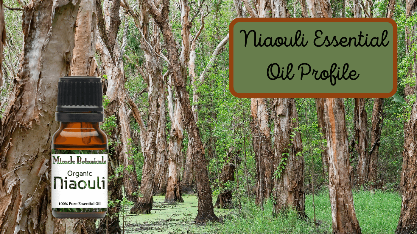 A Quick Look at Niaouli Essential Oil