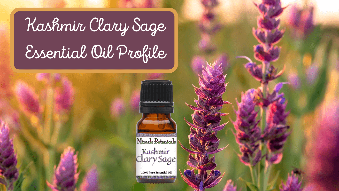 All About Kashmir Clary Sage Essential Oil