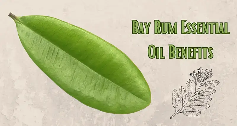 Bay Rum Essential Oil Benefits