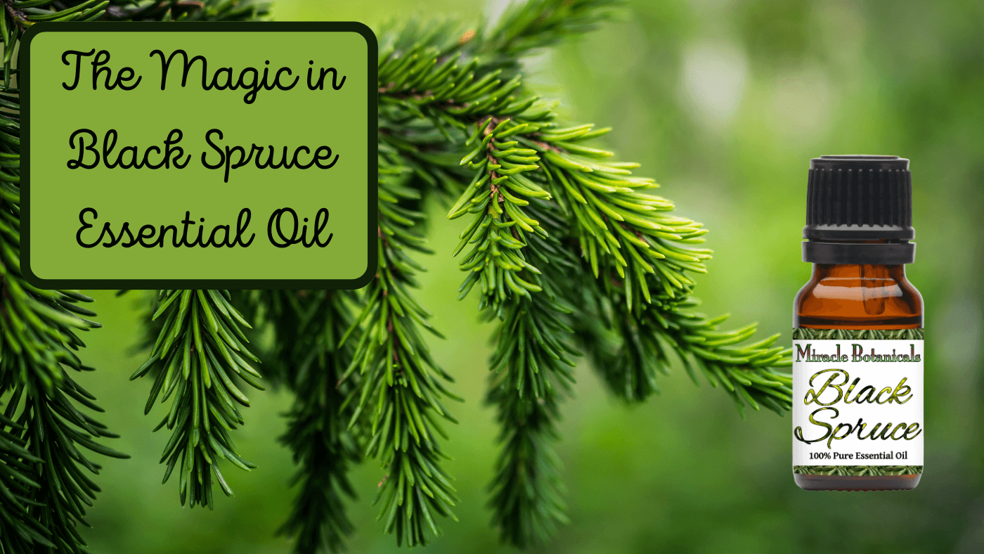Black Spruce! Magic