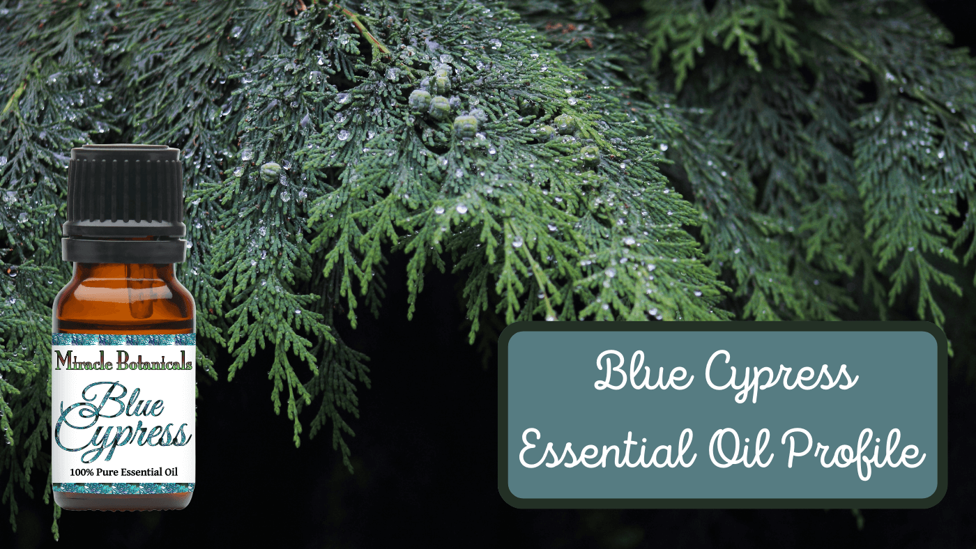 Blue Gold: The Rich Benefits of Blue Cypress Essential Oil