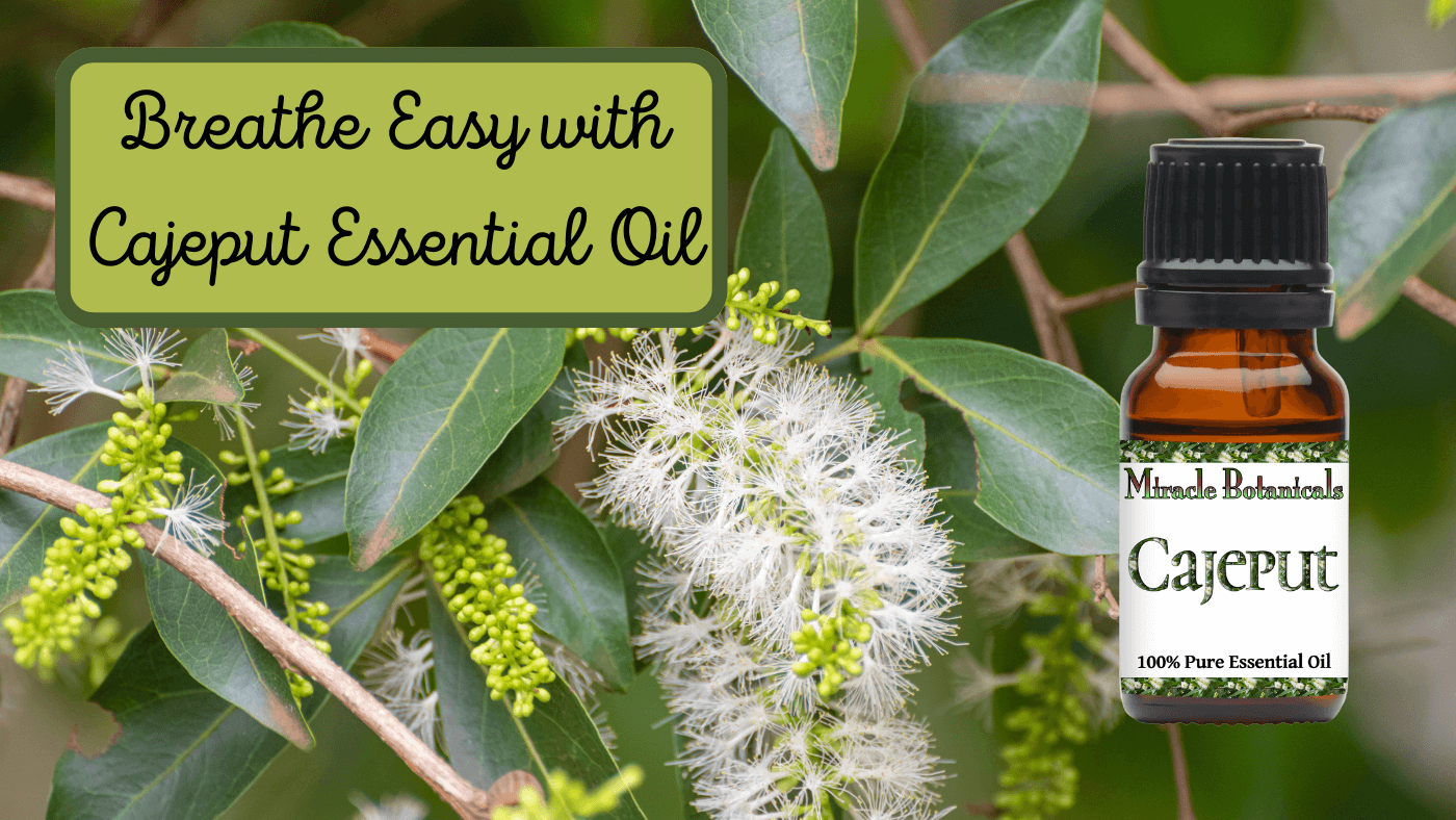 Breathe, Heal, and Cleanse with Cajeput Essential Oil
