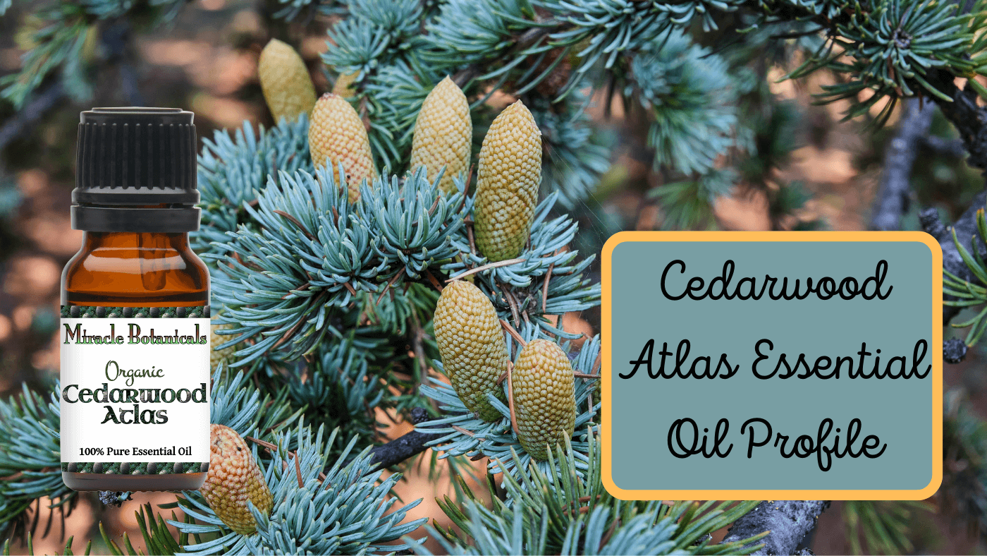 Cedarwood Atlas Essential Oil for Hair, Skin, and Spirit