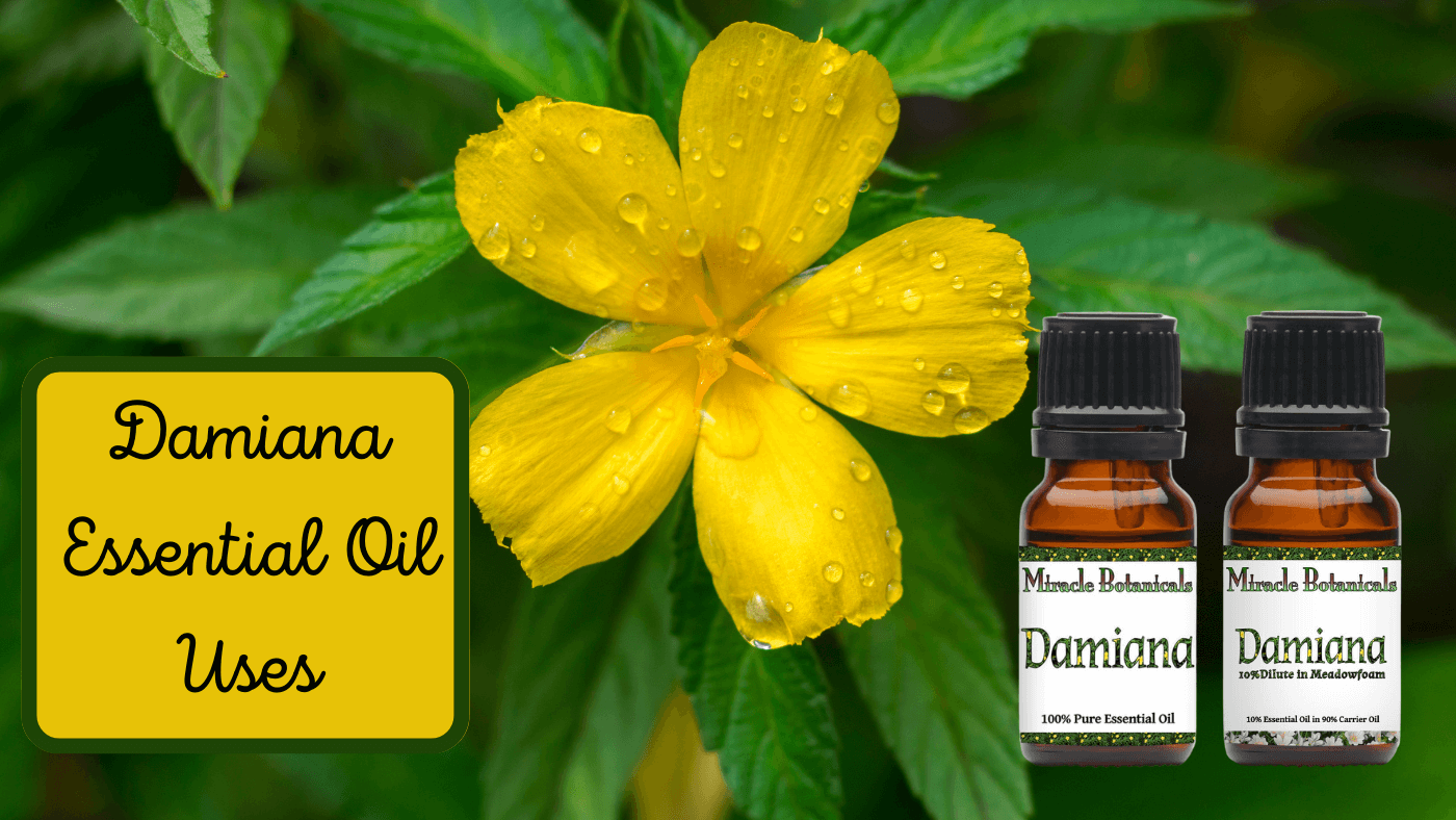 Damiana Essential Oil Uses - Embrace your Passion and Creativity