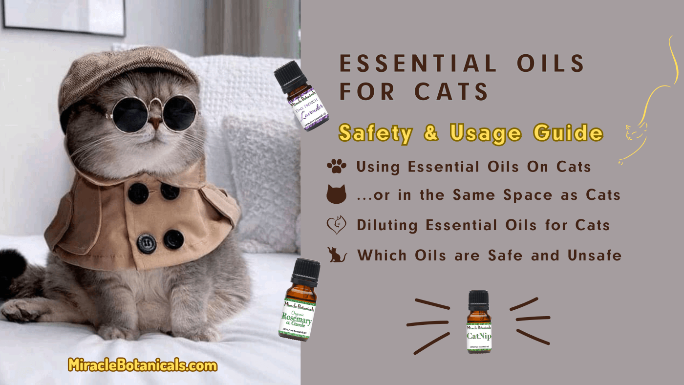 Essential Oils for Cats - A Comprehensive Safety Guide