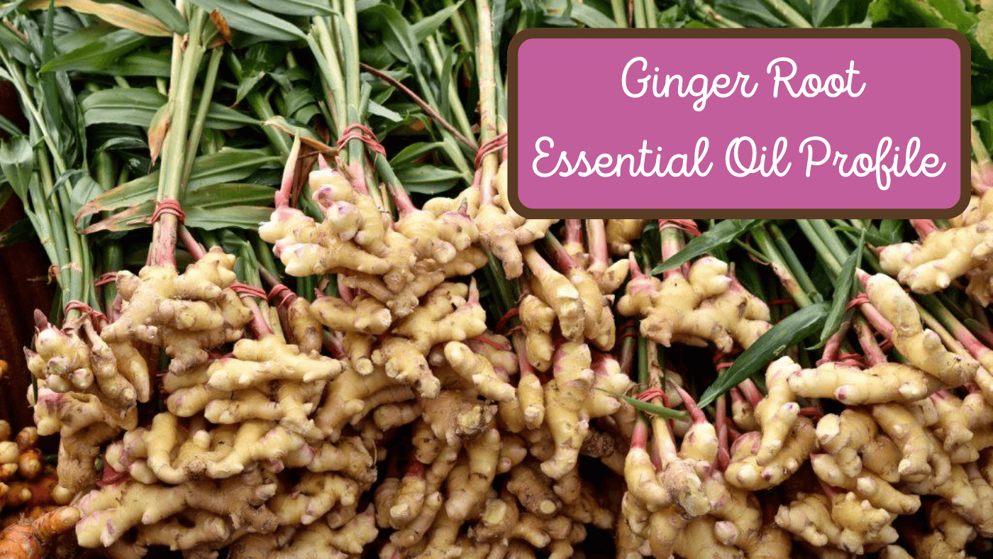 Ginger Root Essential Oil Profile