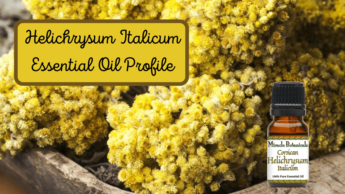 Helichrysum Essential Oil: 5 Powerful Healing Benefits Of This Aromatic Oil  -Infograpfic