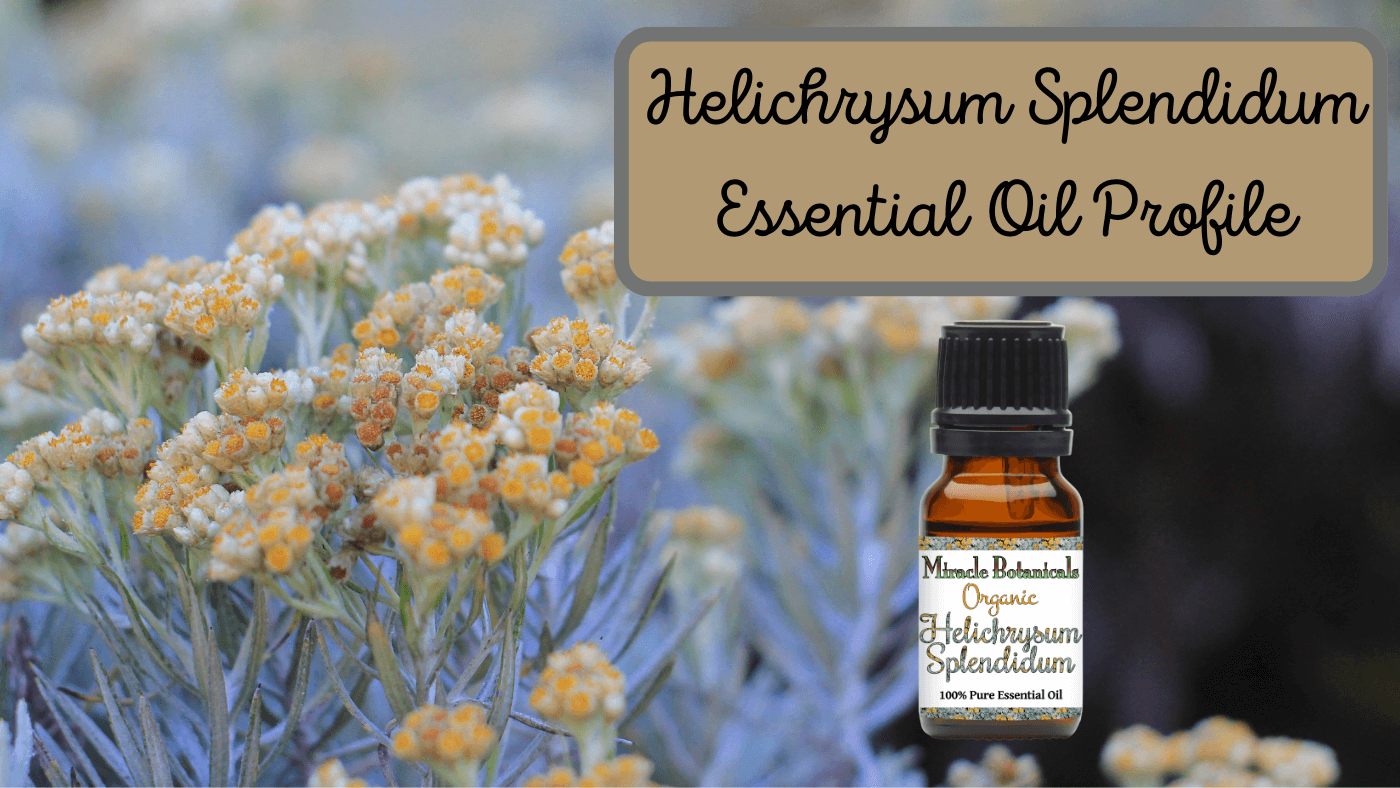 Helichrysum Splendidum: From African Medicine to Modern Aromatherapy