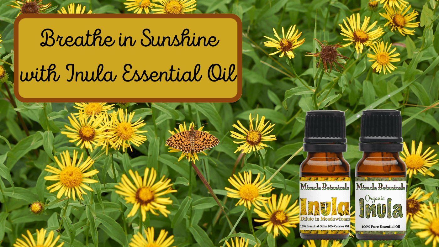 Inula Essential Oil (Fragrant Aster)-  A Breath of Pure Sunshine!