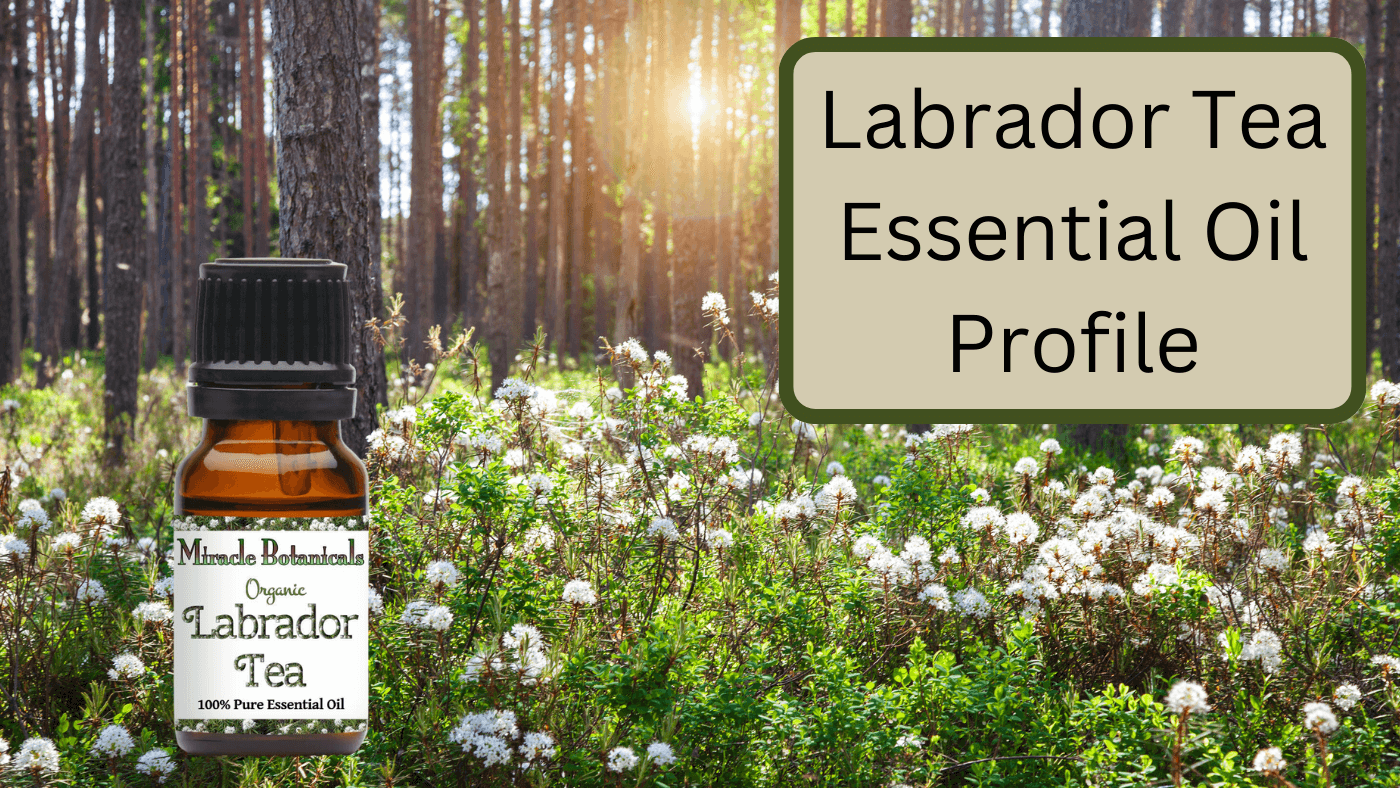 Labrador Tea Essential Oil Profile