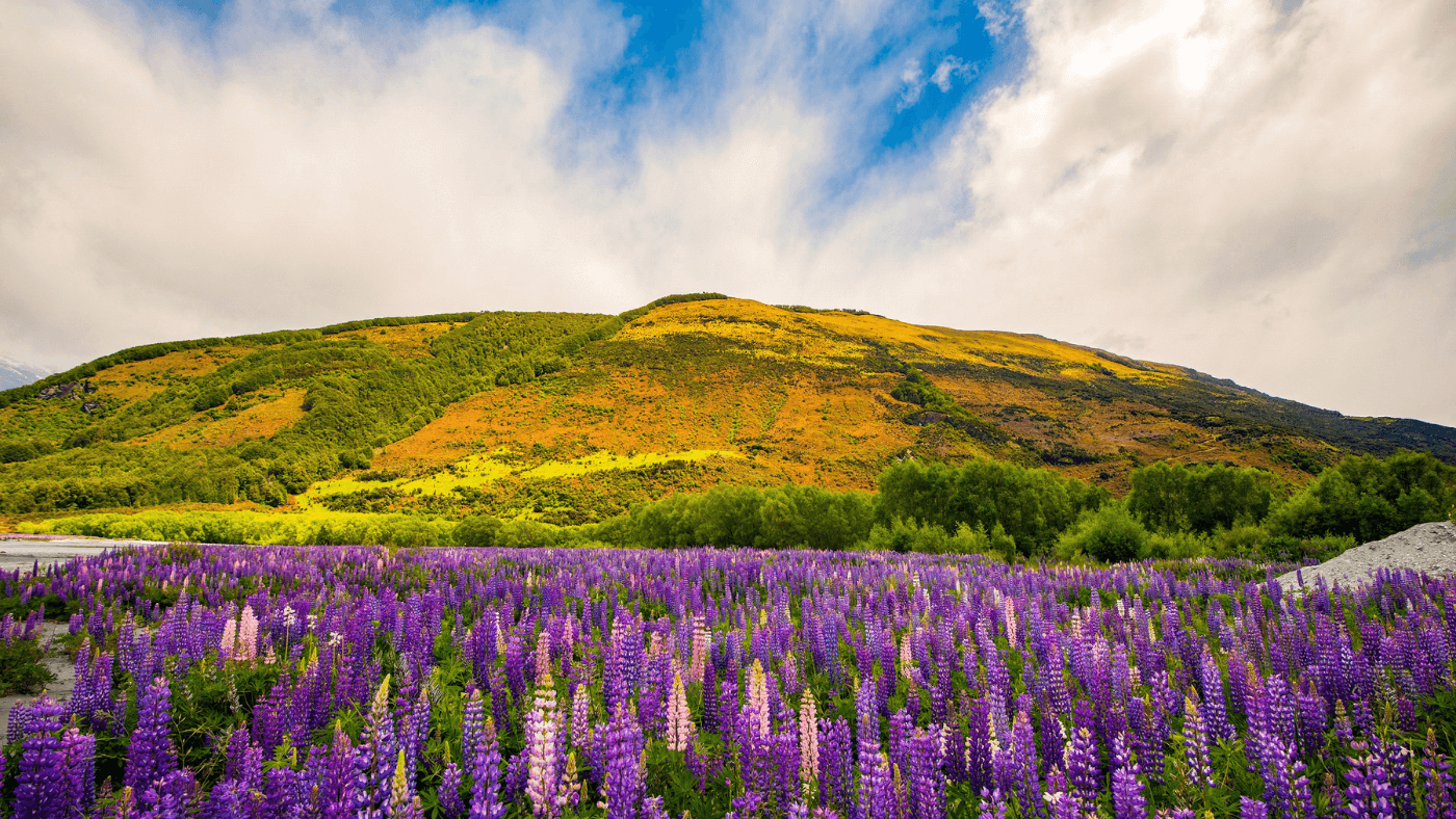 Low Linalool - New Zealand Lavender Essential Oil