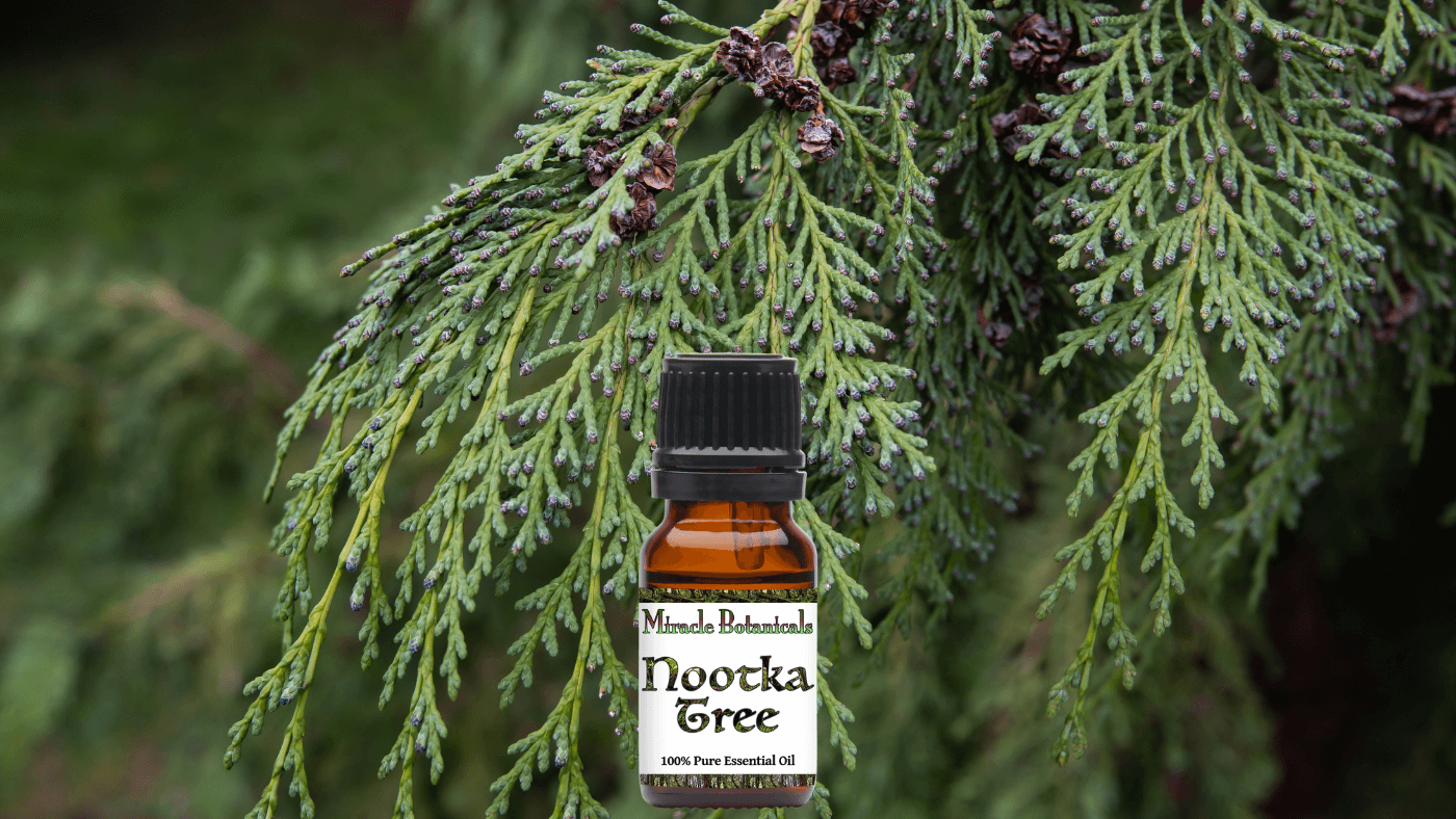 Cleanse the Home and Heart with Nootka Tree Essential Oil