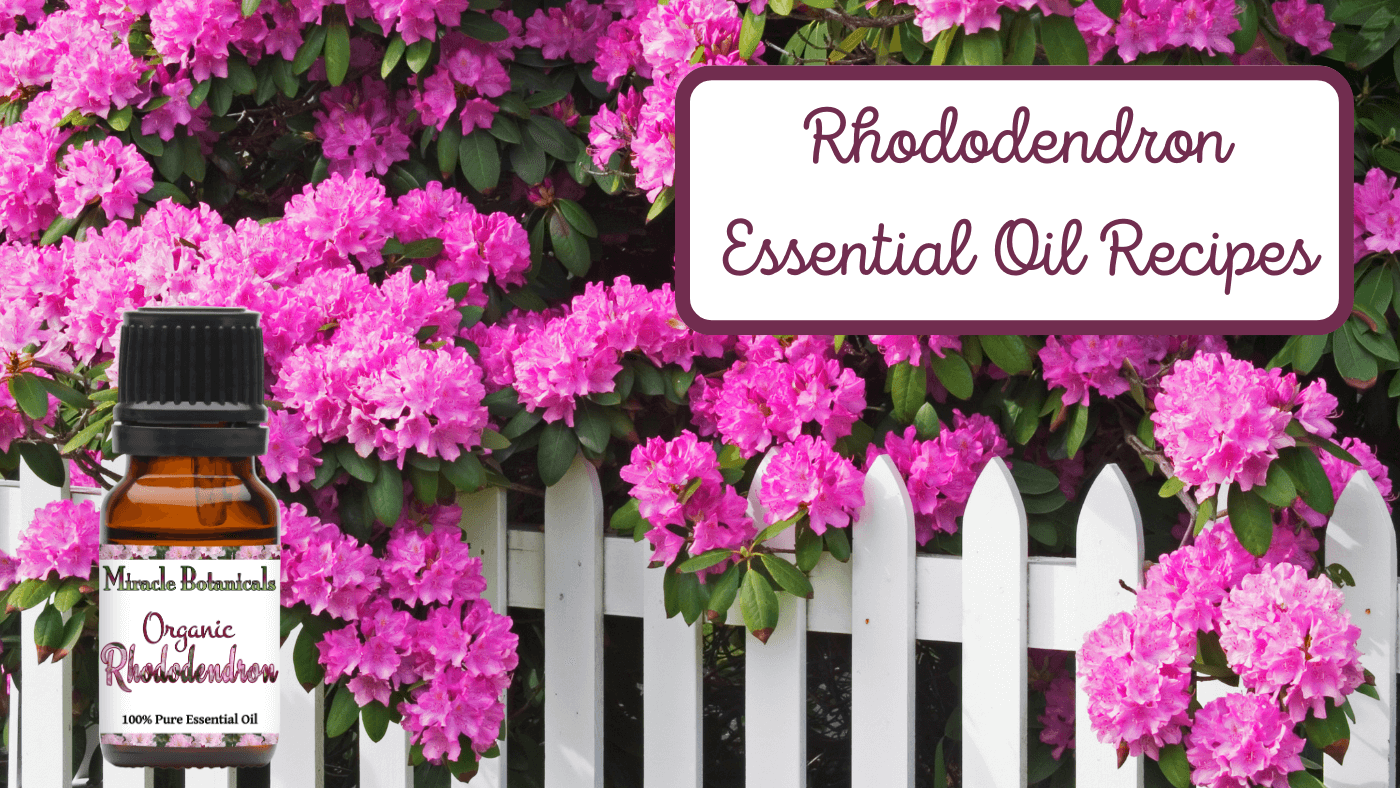 Rhododendron Essential Oil Recipes