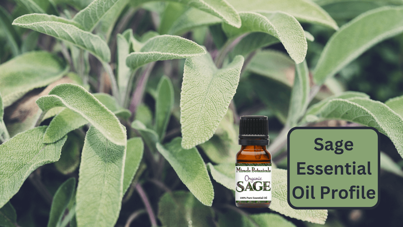 Sage Essential Oil: An Aromatic Powerhouse