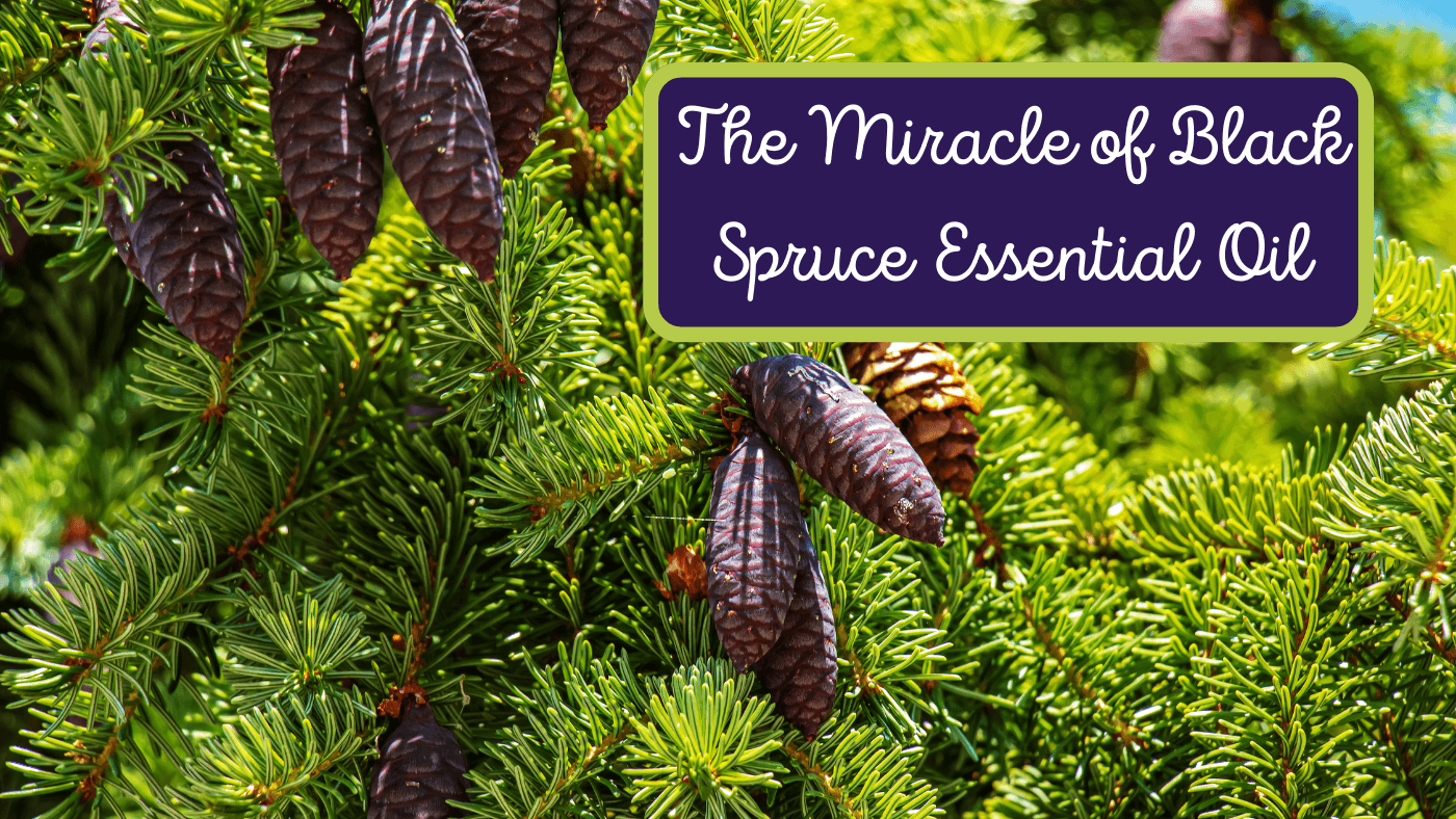 The Miracle of Black Spruce Essential Oil