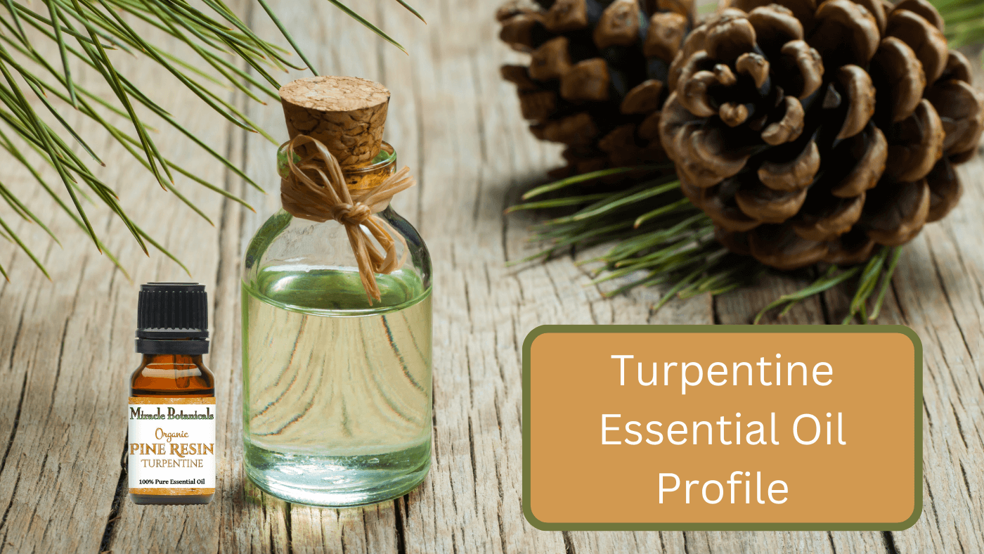 Turpentine Uses - Pinus Pinaster Essential Oil Profile