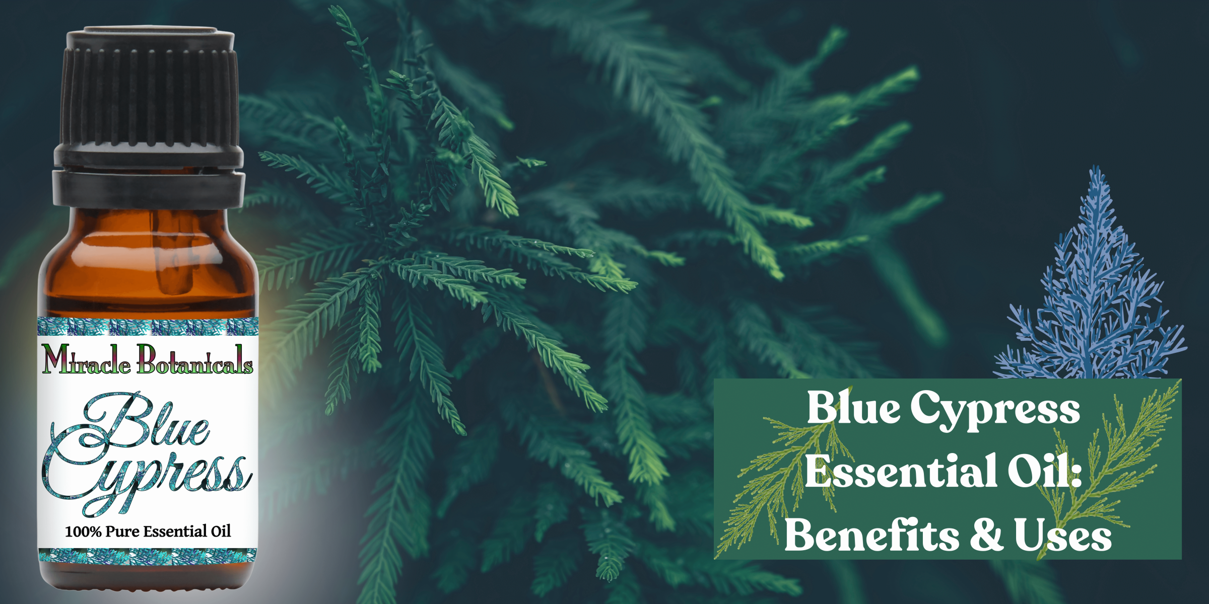 Blue Gold: The Rich Benefits of Blue Cypress Essential Oil