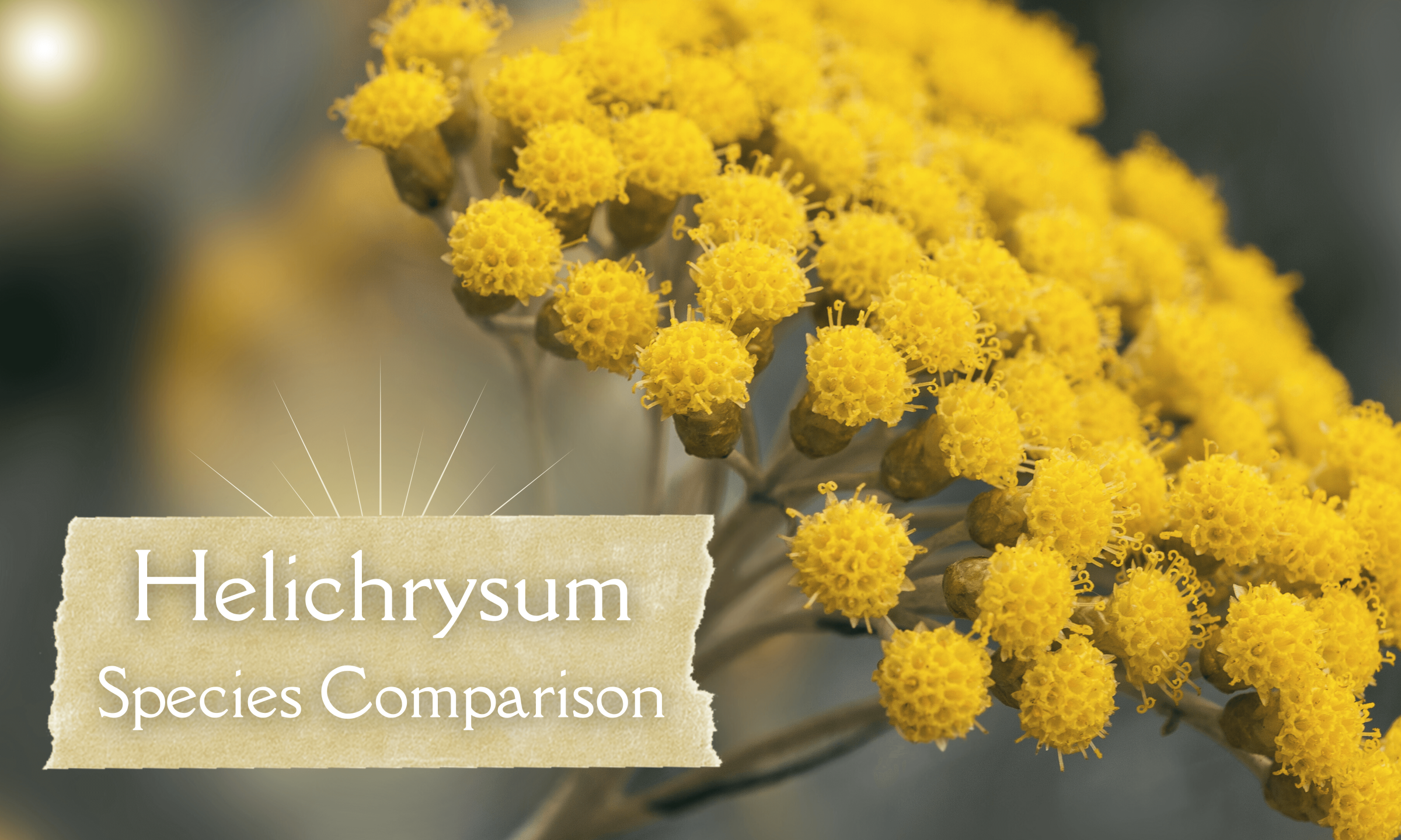 Helichrysum Essential Oil Comparison