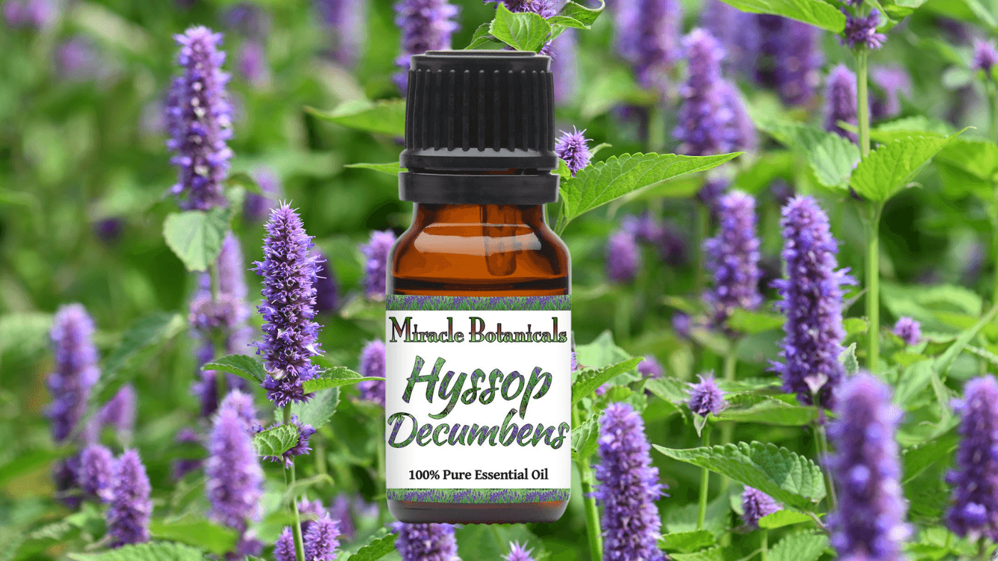 Linalool Benefits and Hyssop Decumbens