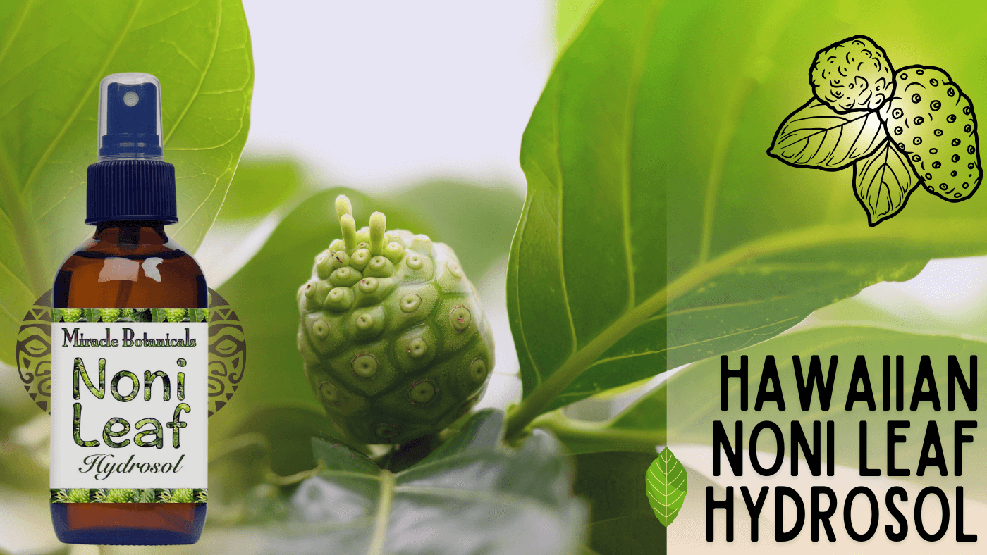 Wildcrafted Hawaiian Noni Leaf Hydrosol