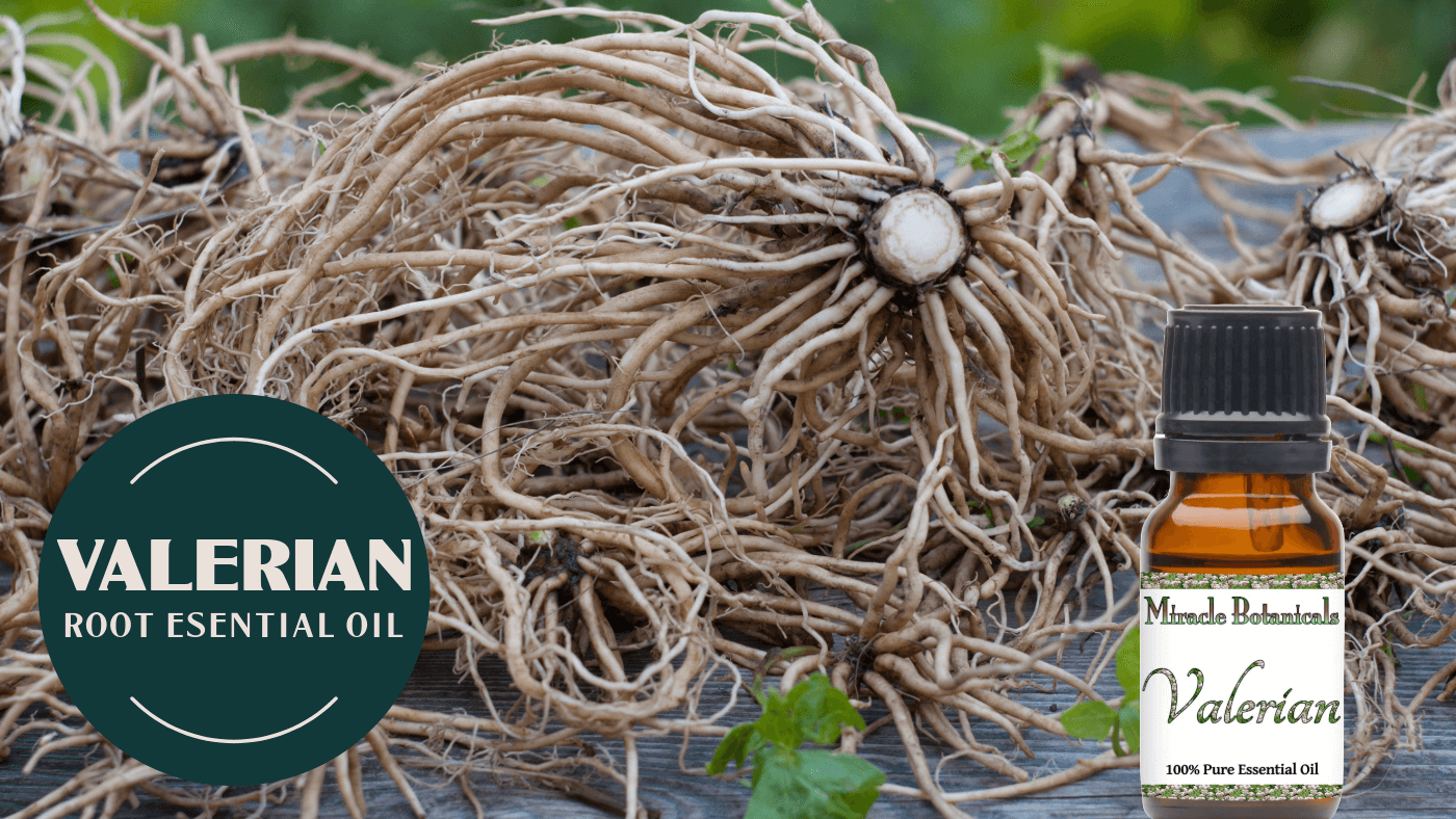 Unlock the Power of Valerian Root: Discover the Benefits of Valerian Essential Oil