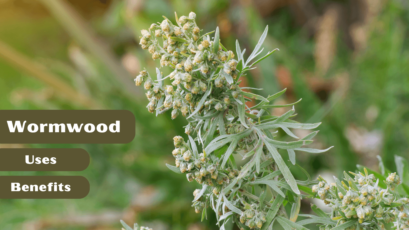 Wormwood Uses Benefits - Artemisia Absinthe