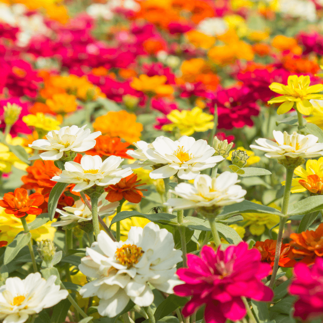 How to Grow Zinnia Seeds: The Complete Guide