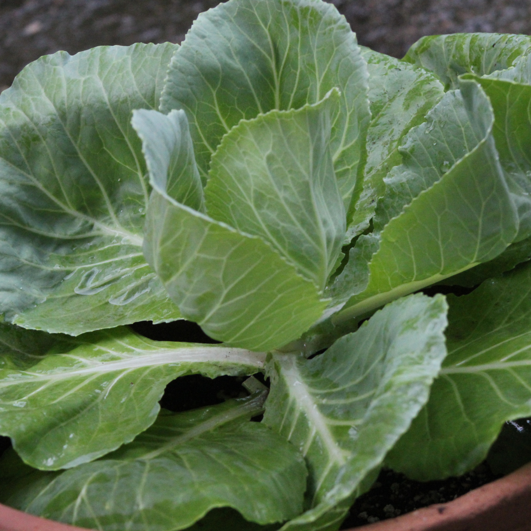 How to Grow Cabbage in a Pot Easily