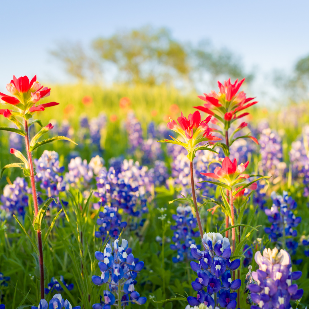 How Long Does It Take Wildflowers To Grow?