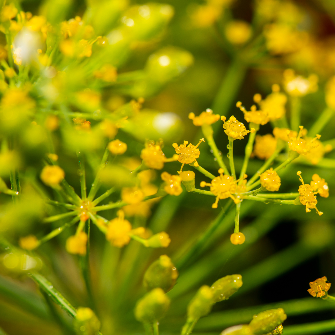 How To Grow Dill From Cuttings