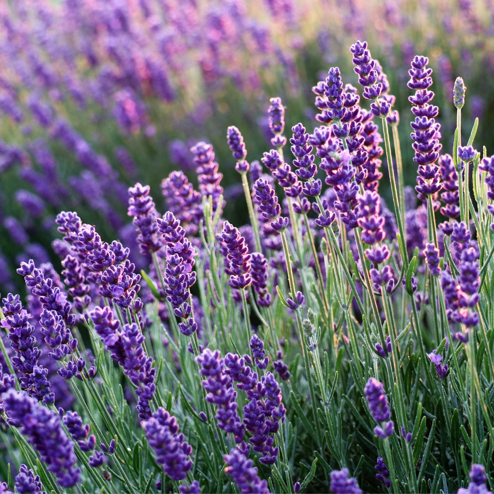 How To Grow Lavender