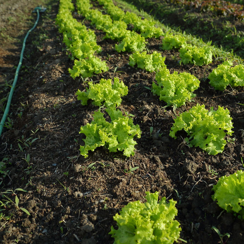 How Much Water Does Lettuce Need To Grow