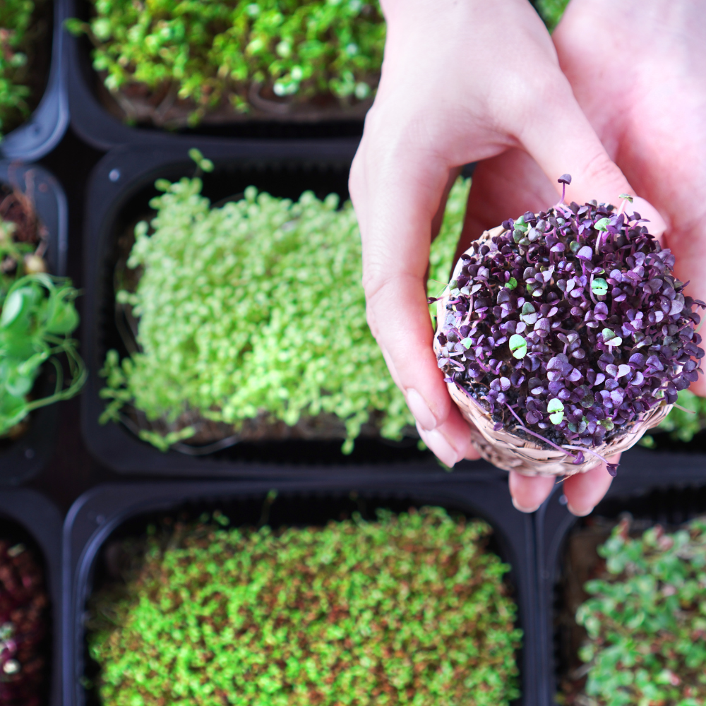 Microgreen fertilizer spray bottle for indoor microgreens, salad