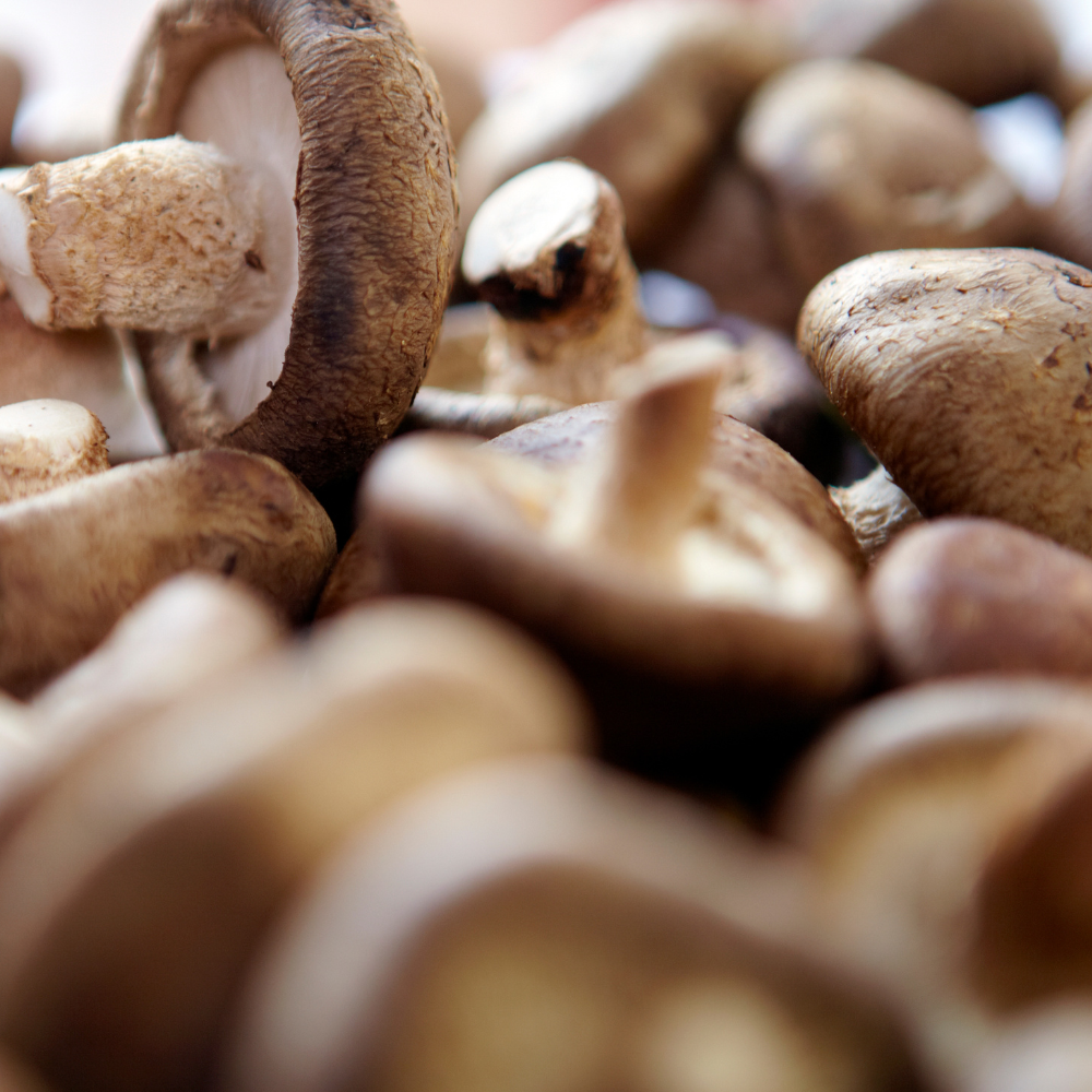 How to Grow Chestnut Mushrooms Guide