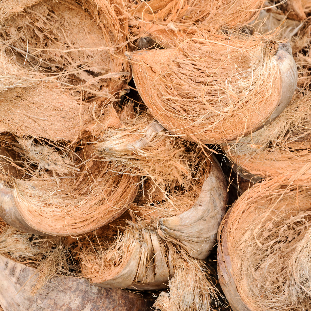 How To Grow With Coconut Coir Guide