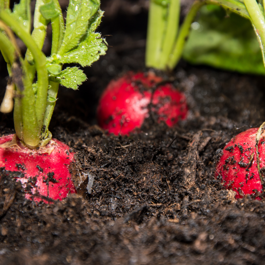 The Ultimate Guide to Radishes