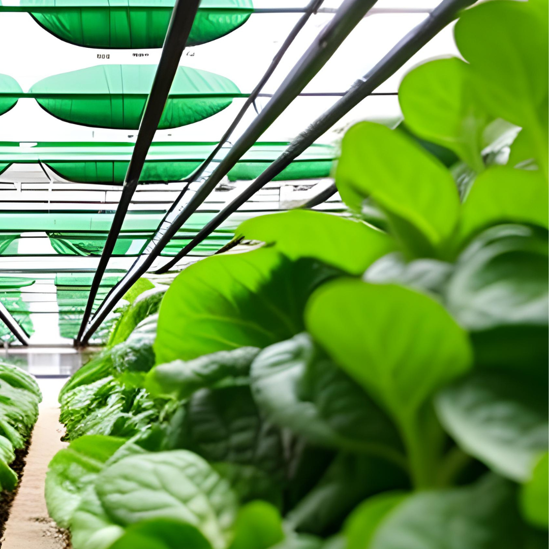 Providing Optimal Lighting Conditions for Spinach Growth
