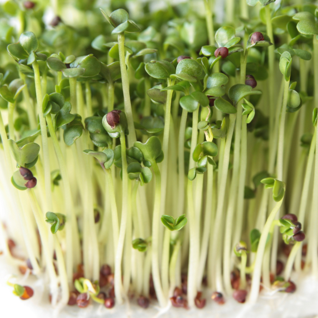 How to Grow Sprouts It's Easier Thank you Think!