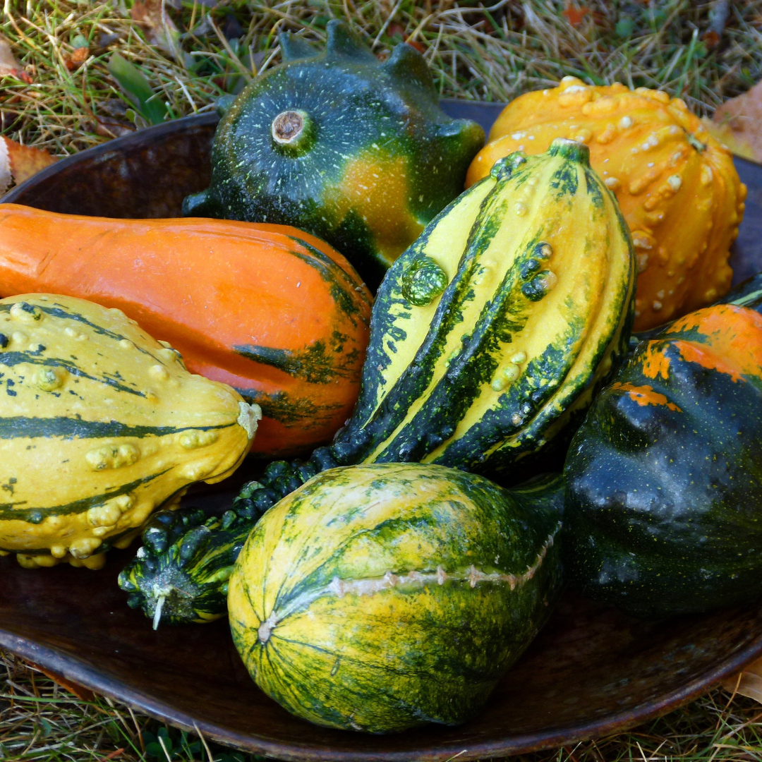 How To Grow Squash in Texas Tip For A Successful Harvest