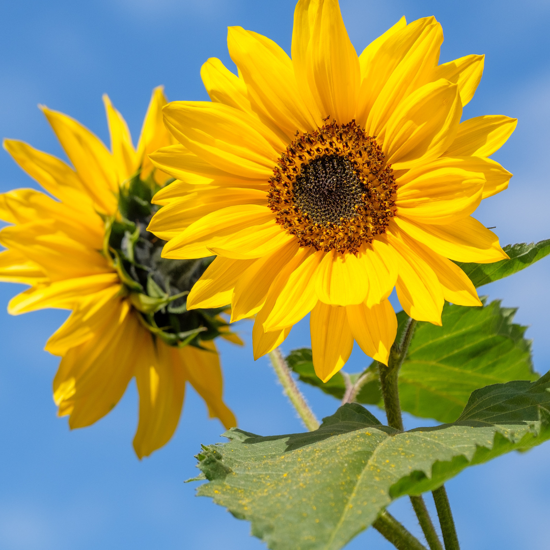 How Do Sunflower Seeds Grow, an Easy Guide!