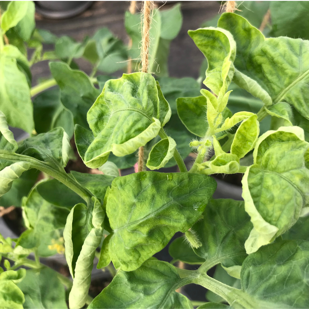 Tomato Leaf Curl: Causes and Solutions