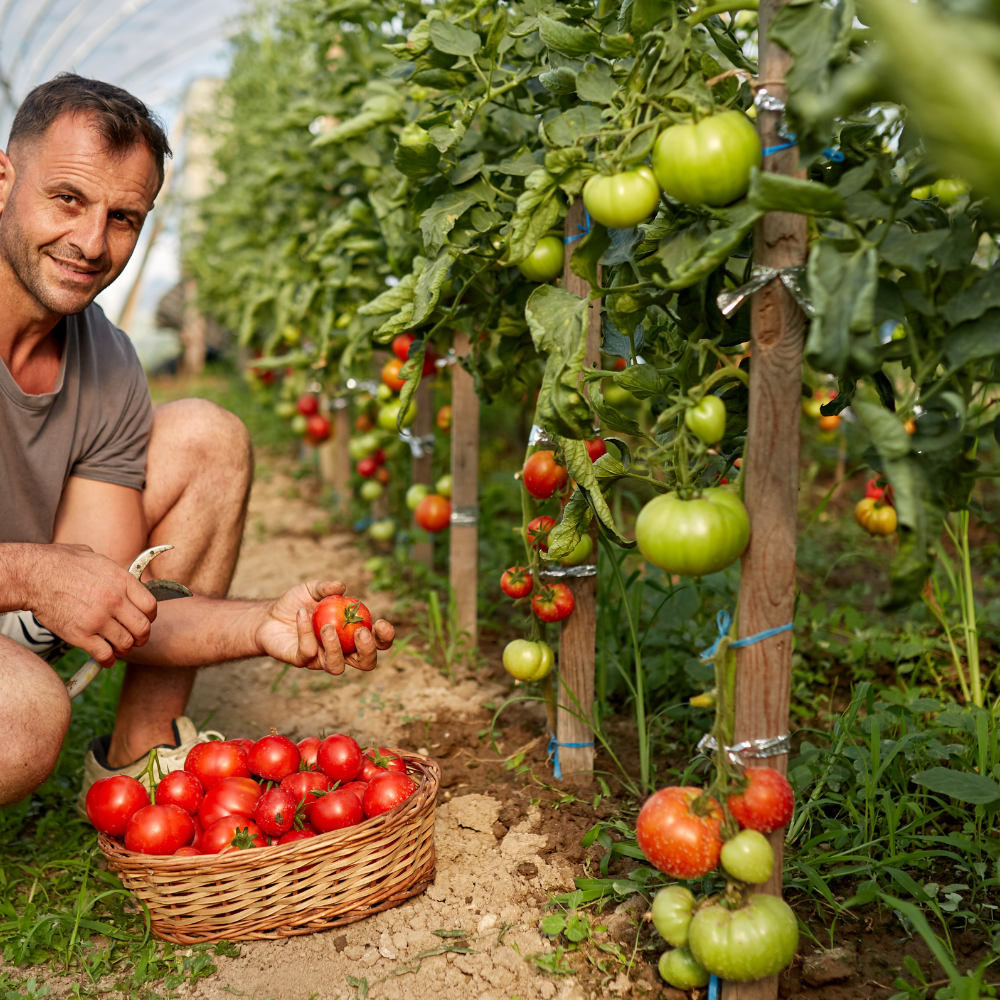 How to Grow Tomatoes in a Tower Garden