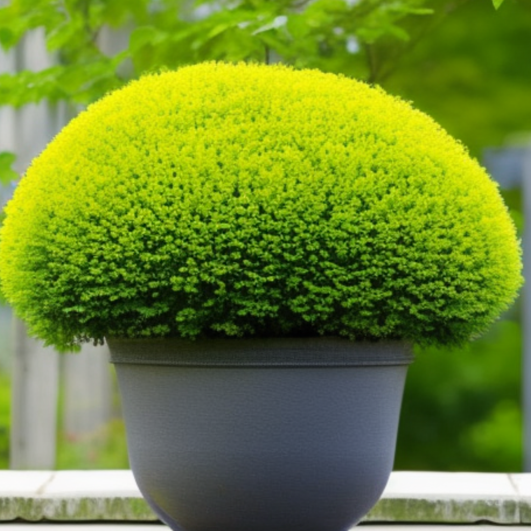 How to Grow A Dogwood Tree In A Container