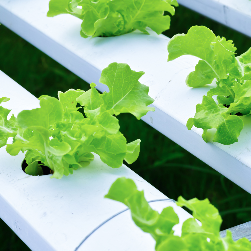 How to Grow a Garden In Your Basement Hydroponically